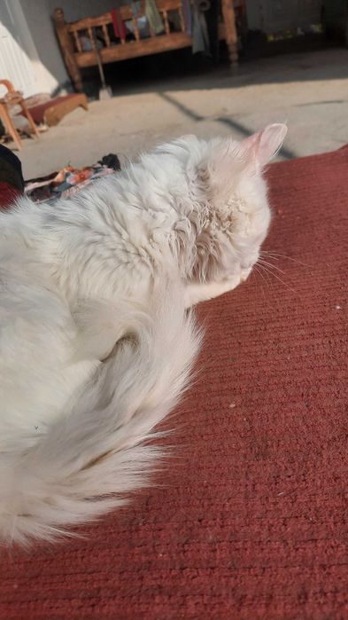 Svingerlar porno 69 pozitsiya