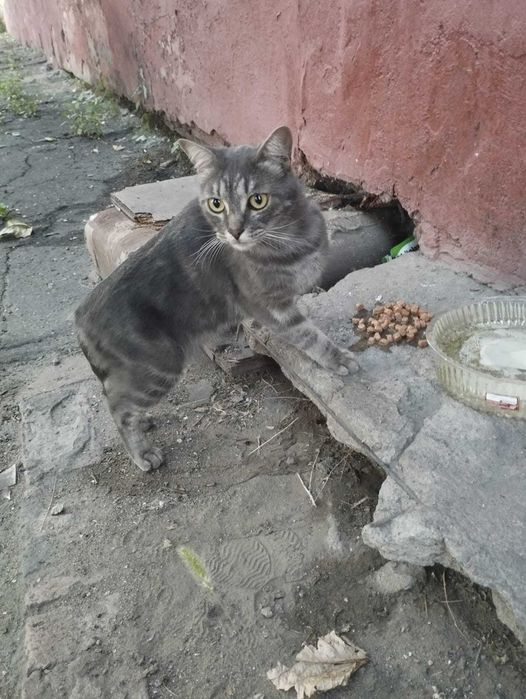 Чей красивый кот?