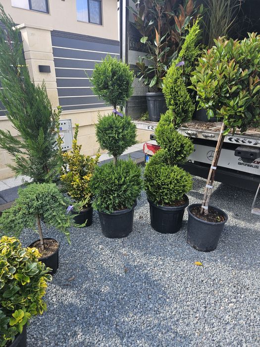 Maslin leilandy phoetinia eonymous Camelia spirale ponpon