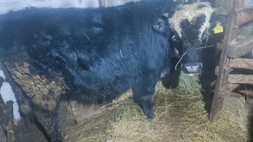 Продам 3 быков .