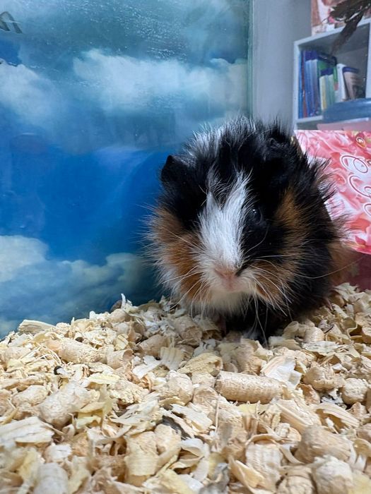 Морские свинки ( продаю)