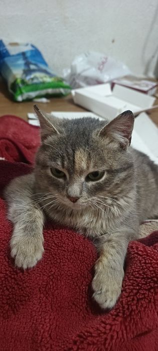 Отдам котенок девочка