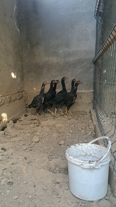 Бойцовы петухи дакан
