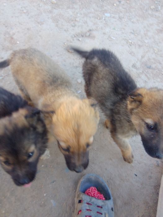 Отдам в хорошие руки