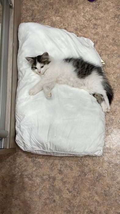 Котенок (девочка) ищет дом