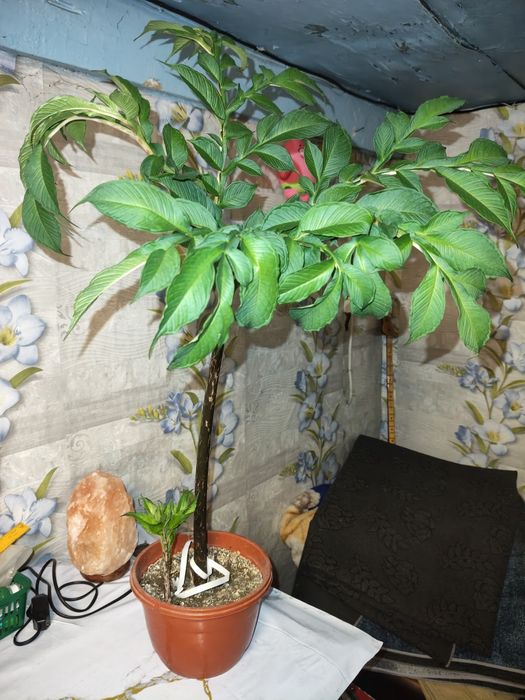 Продам растения домашнее
