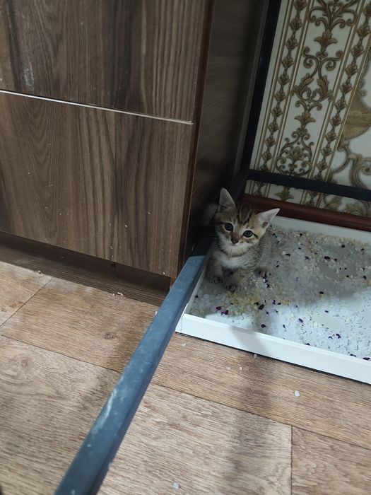 Отдам котят в хорошие руки
