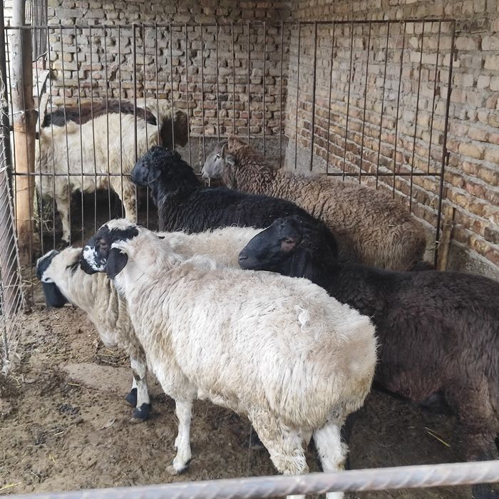 Qo'chqorlar sotiladi