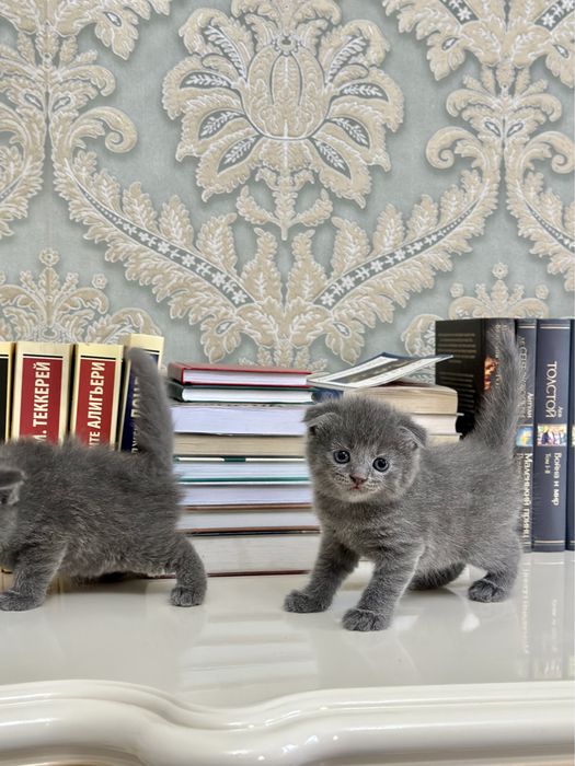 Котята вислоухие