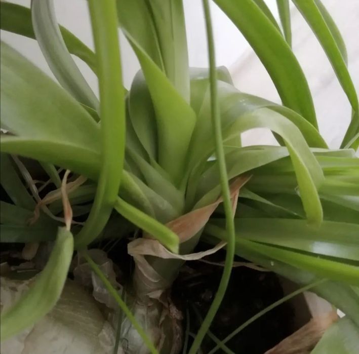 Индийский лук - лечебный