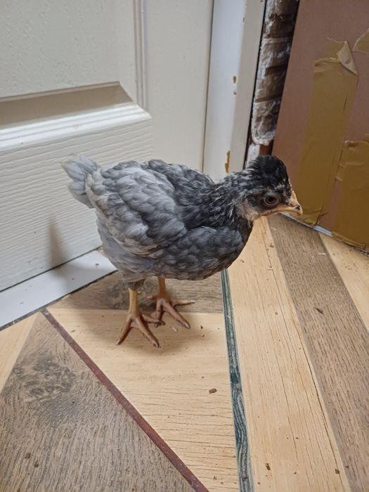 Vând sau schimb pui cu moț și fără