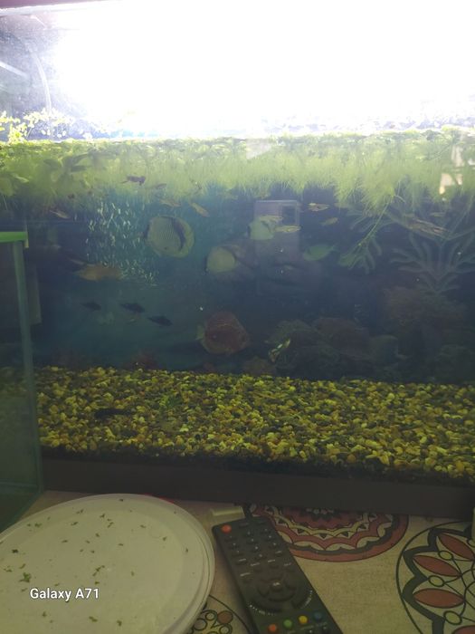 Продам креветок аквариумных