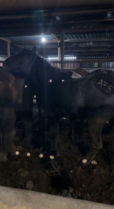 Кара айгыр джабы