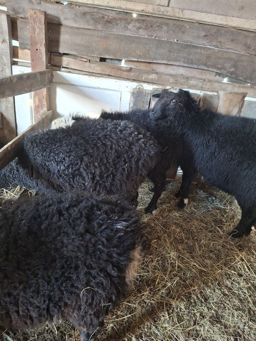 Продам баранов на откорме