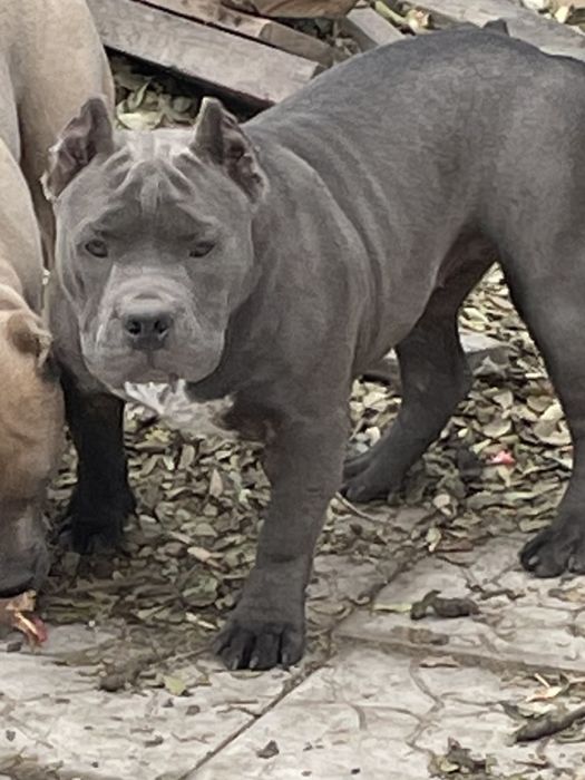 Щенки американский булли