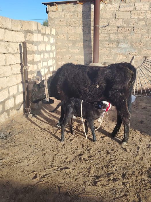 Продажа коровыыы