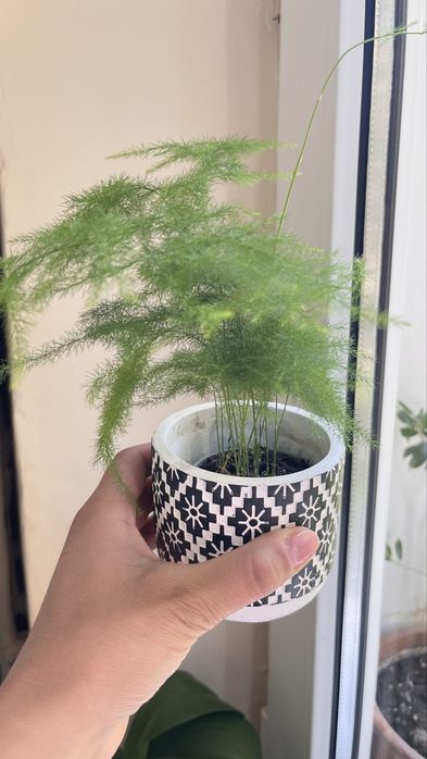 Vand Asparagus setaceus