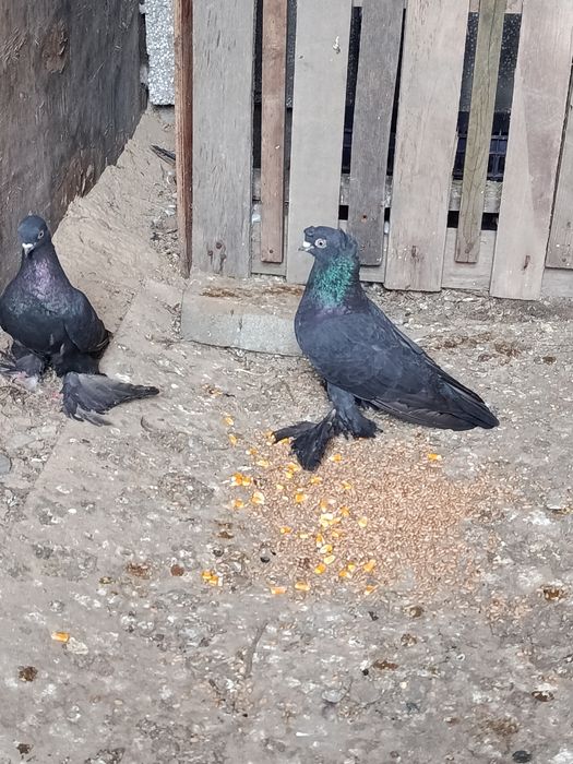 Пара голубей за 10 тысяч