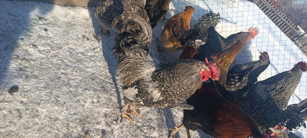 Продам петухов, один доминант
