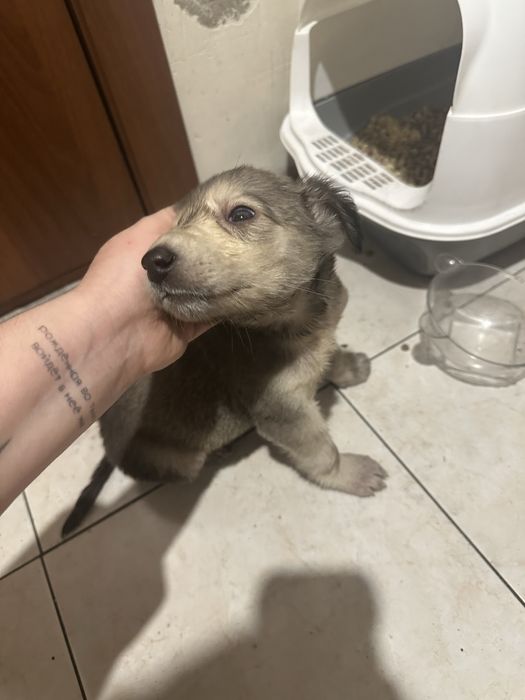 Маленький щеночек