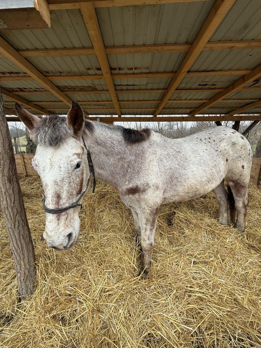 Appaloosa iapa de calarie!