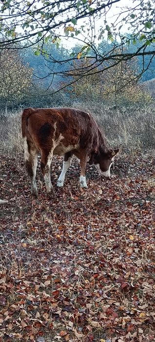 De vânzare două juninci