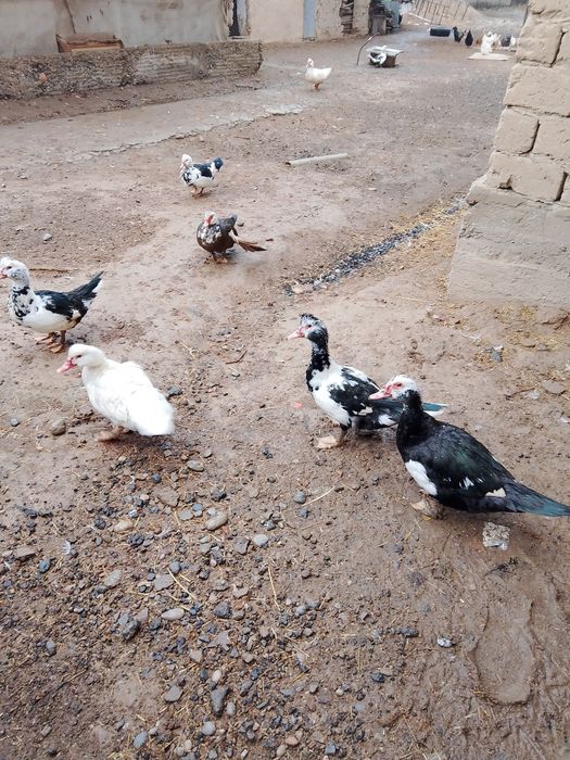 Үйрек сатылады срочно