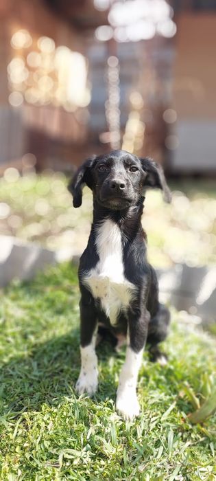 Щенки спаниеля. В хорошие руки привитые