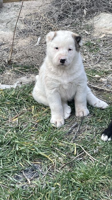 Алабай күшіктер сатылады