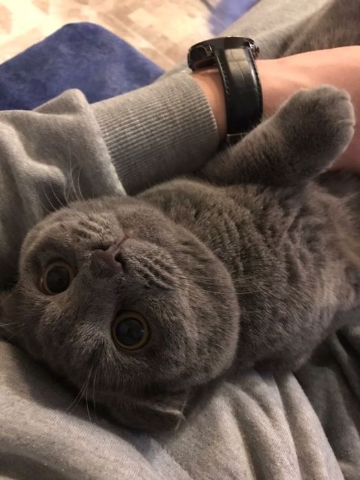 Британские котики мальчик и девочка!