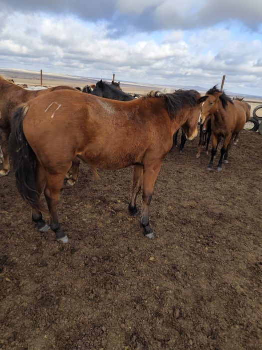 Продам кобылу жерёбую