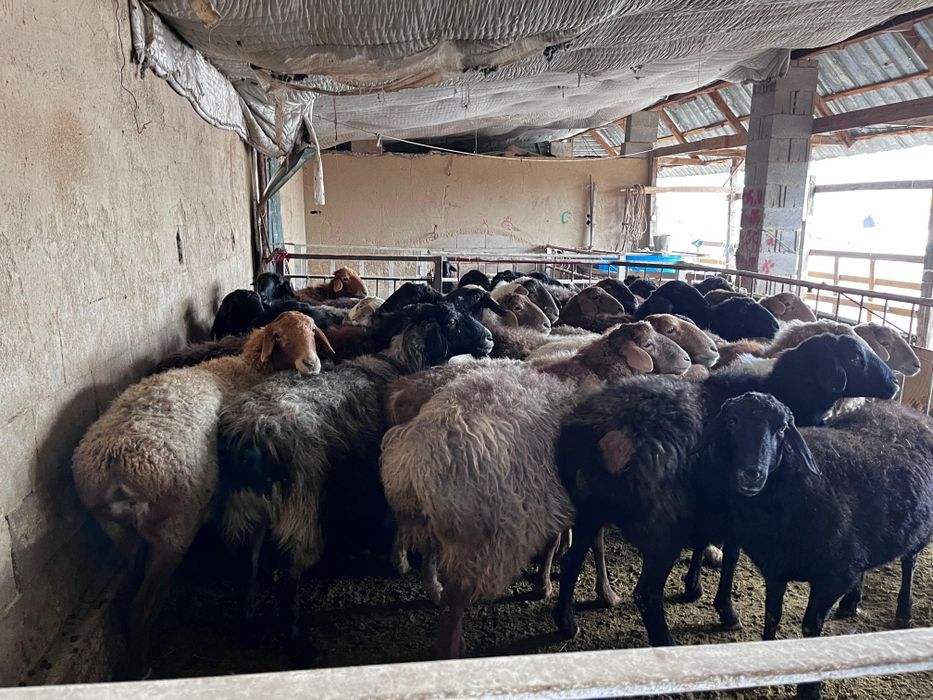 Семіз тоқты, саулықтар сатылады