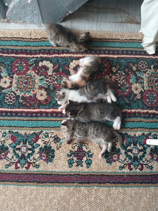 Жалаңаш орыс спортшылары