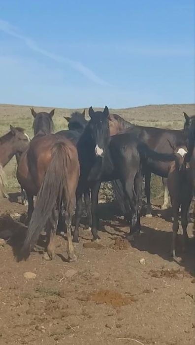 Жас биелер! Молодые кобыли!