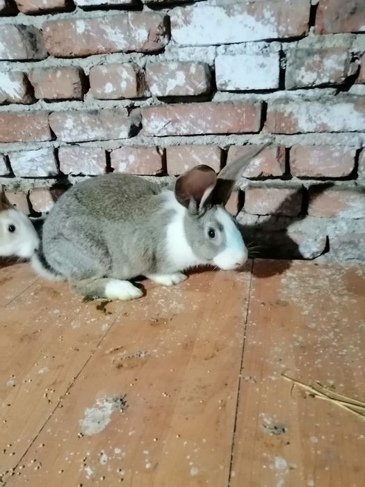 Vând iepuri hycol francez