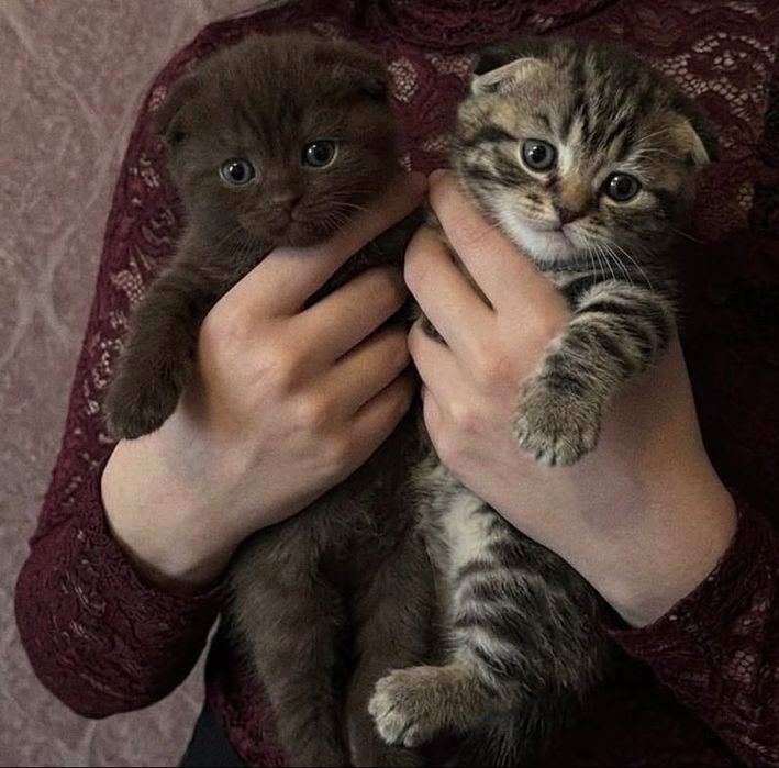 Котята шотландцы