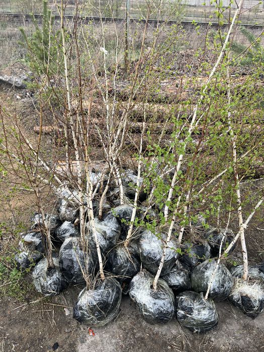 Саженцы береза кустаринки