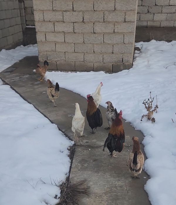 Дача кайнар булак