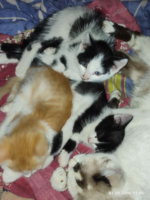 Котятки ищут новых хозяев
