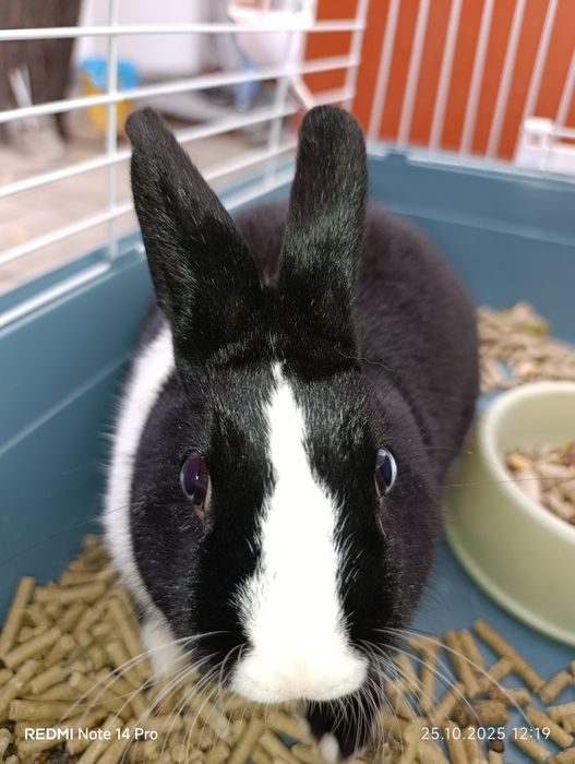 Кролик декоративный+клетка