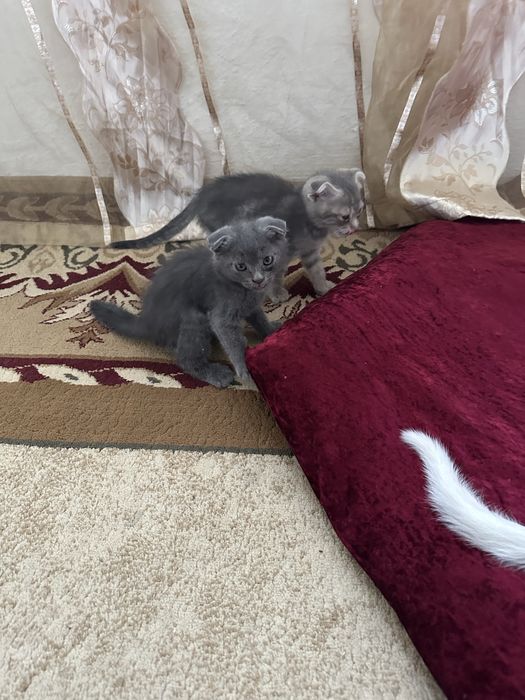Продаются породистые котята!