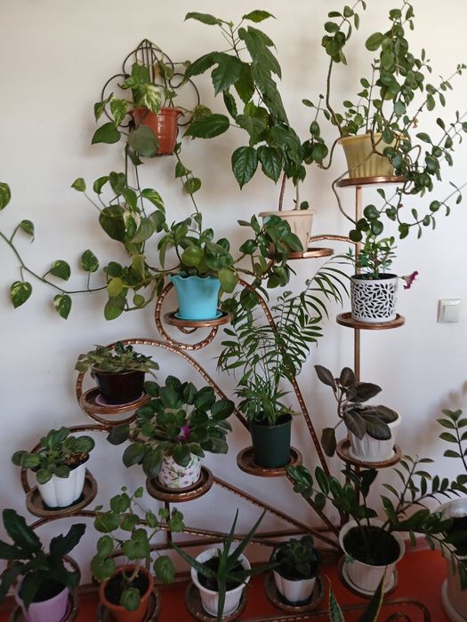 Цветы домашние комнатные