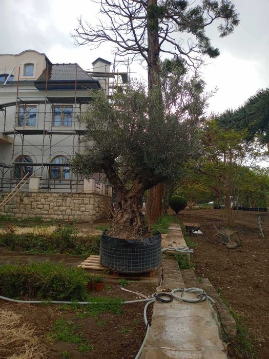 Градинарски услуги, озеленяване, подрязване на жив плет и почистване