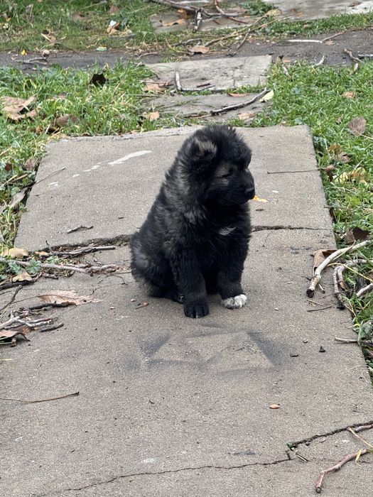 Кавказская овчарка