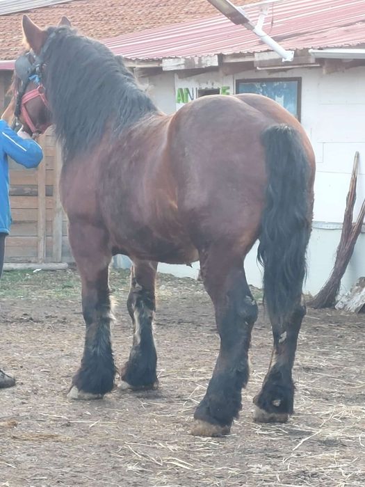 Armăsar de monta și posibilă vânzare