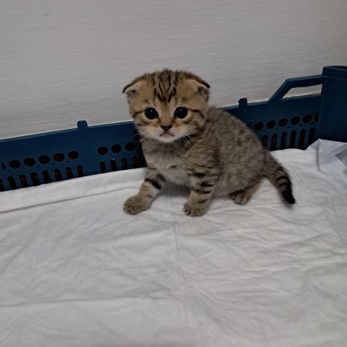 Шотландские кошки