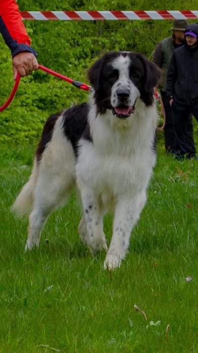 Vând câine ciobănesc românesc de Bucovina
