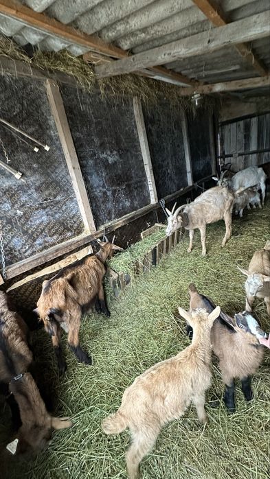 Capre de vanzare-Alpin Francez + metis, cu iezi. Foarte bune de lapte