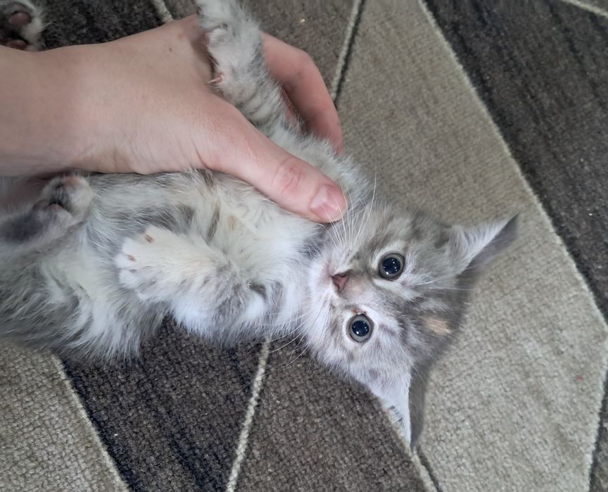 Продам британских котят!
