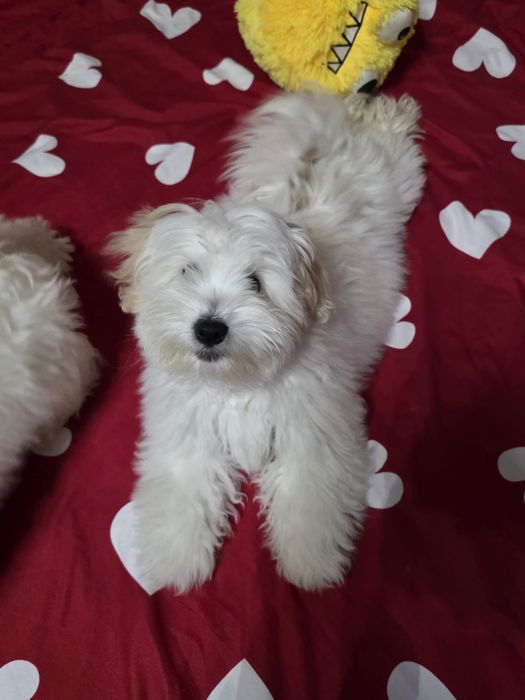 Căutam cele mai bune căsuțe pentru 4 puișori de bichoni!